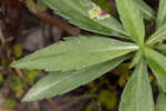 Simmonds' aster